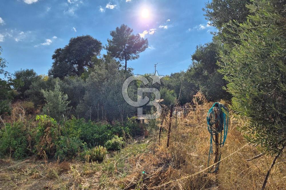 🌿✨ Muğla Ula Çiçeklide Bereketli, Düz Arsa - Köy Yolu ile Kolay Ulaşım 🌞🏡