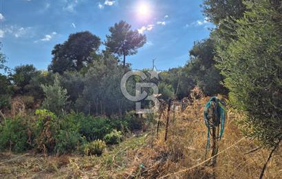 🌿✨ Muğla Ula Çiçeklide Bereketli, Düz Arsa - Köy Yolu ile Kolay Ulaşım 🌞🏡