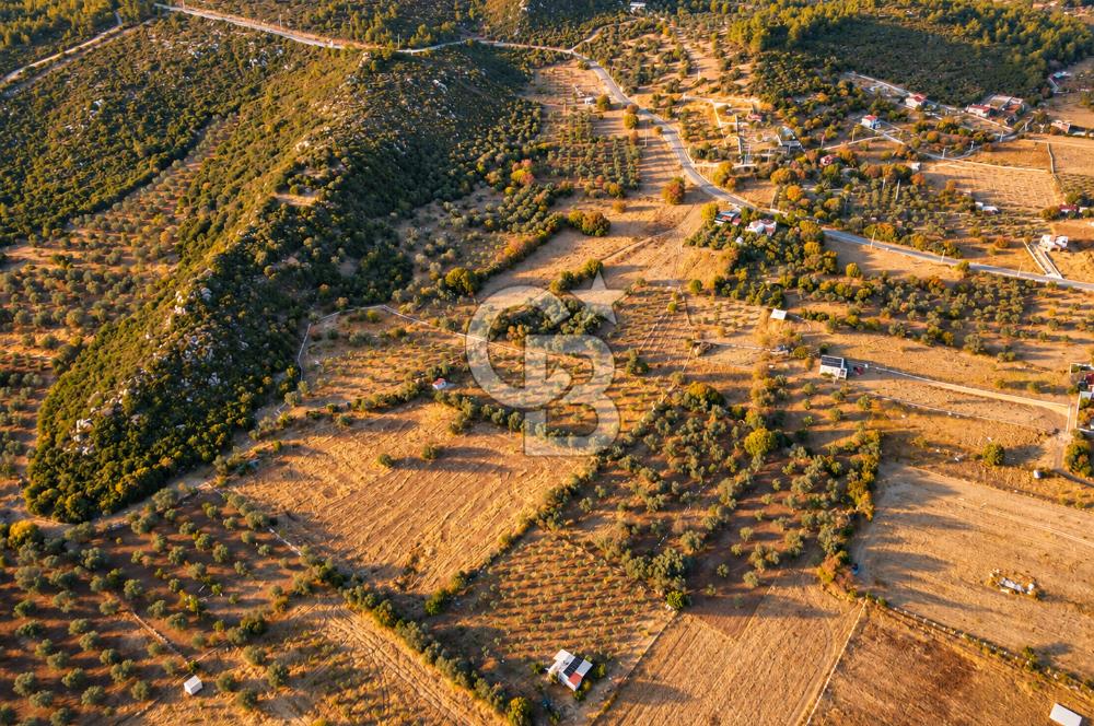 URLA BARBAROS’TA 10.476 M² MÜSTAKİL TAPULU İÇİNDE EVİ OLAN ZEYTİN AĞAÇLI TARLA
