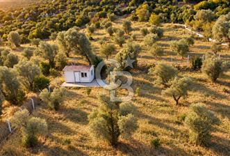 URLA BARBAROS’TA 10.476 M² MÜSTAKİL TAPULU İÇİNDE EVİ OLAN ZEYTİN AĞAÇLI TARLA - 1 - 376366