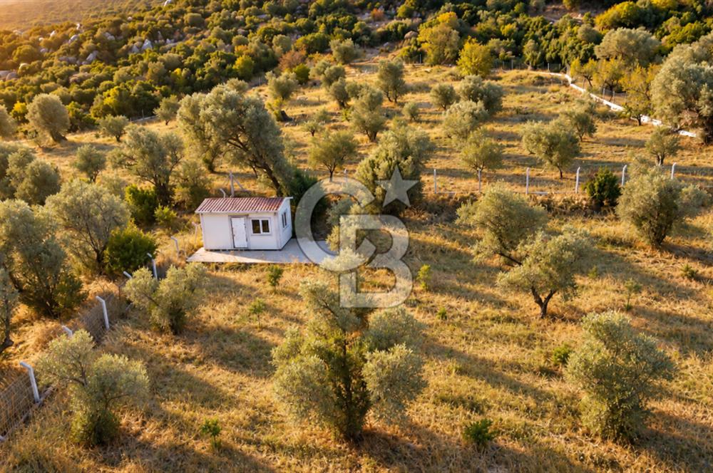 URLA BARBAROS’TA 10.476 M² MÜSTAKİL TAPULU İÇİNDE EVİ OLAN ZEYTİN AĞAÇLI TARLA