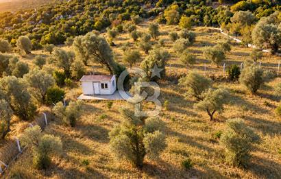 URLA BARBAROS’TA 10.476 M² MÜSTAKİL TAPULU İÇİNDE EVİ OLAN ZEYTİN AĞAÇLI TARLA