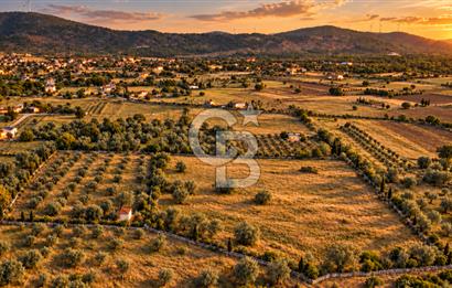 URLA BARBAROS’TA 10.476 M² MÜSTAKİL TAPULU İÇİNDE EVİ OLAN ZEYTİN AĞAÇLI TARLA