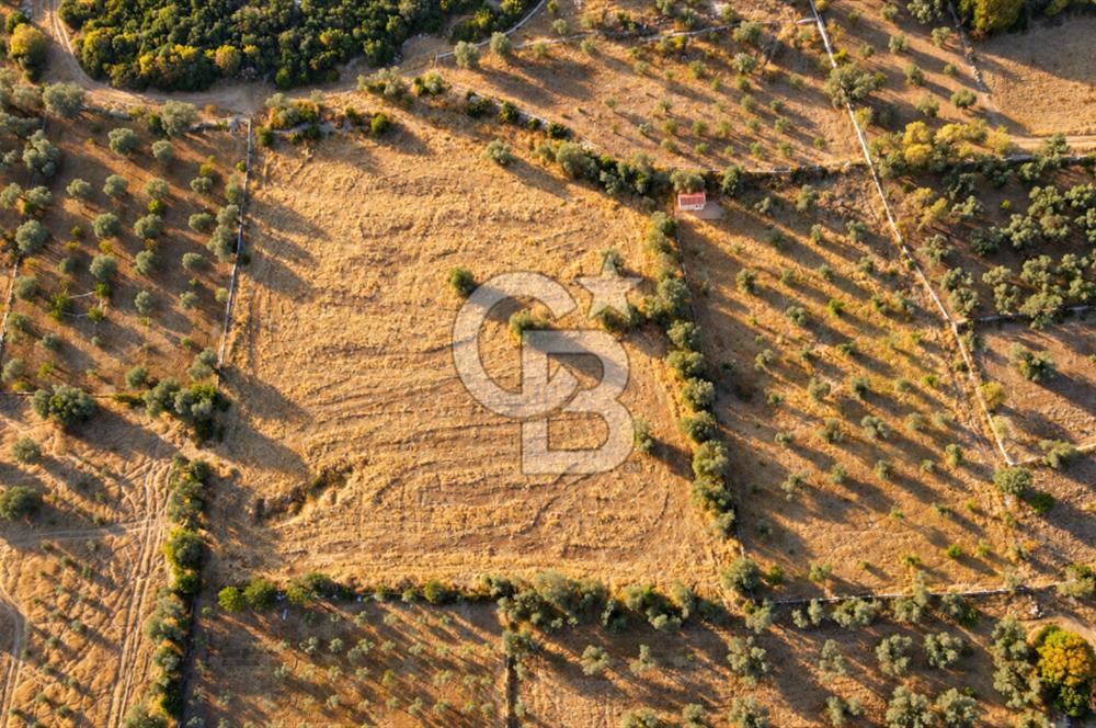 URLA BARBAROS’TA 10.476 M² MÜSTAKİL TAPULU İÇİNDE EVİ OLAN ZEYTİN AĞAÇLI TARLA
