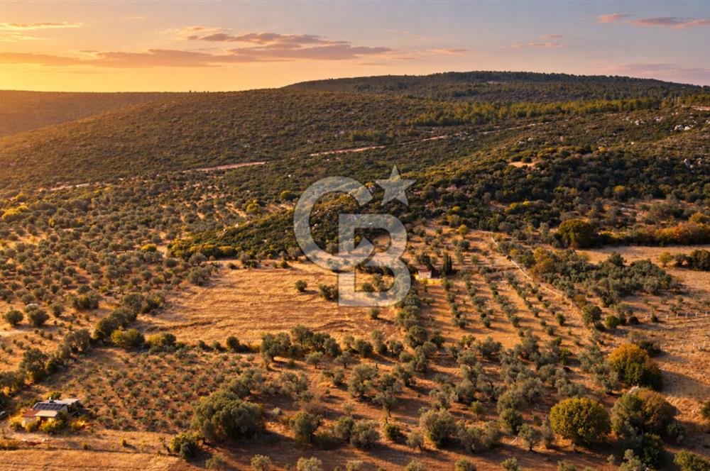 URLA BARBAROS’TA 10.476 M² MÜSTAKİL TARLA | OTOBANA 4,8 KM | PROJEYE UYGUN
