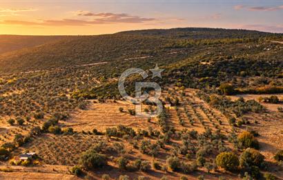 URLA BARBAROS’TA 10.476 M² MÜSTAKİL TAPULU İÇİNDE EVİ OLAN ZEYTİN AĞAÇLI TARLA