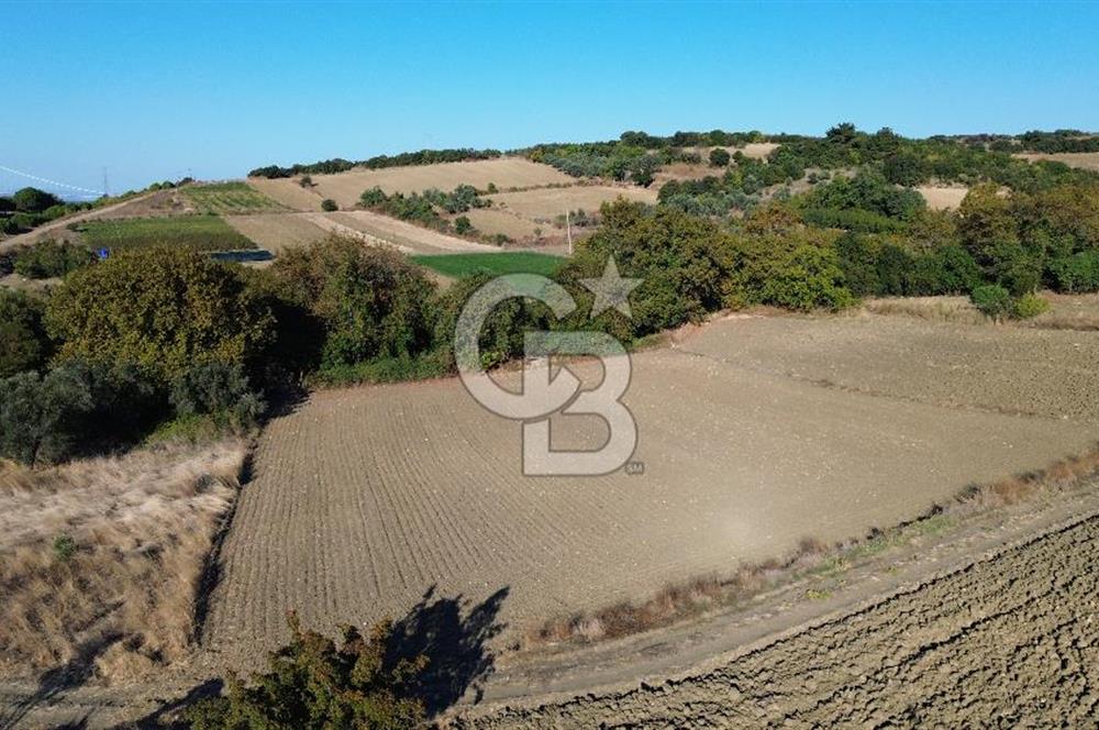 LAPSEKİ SULUCADA 3.567 M² SATILIK TARLA