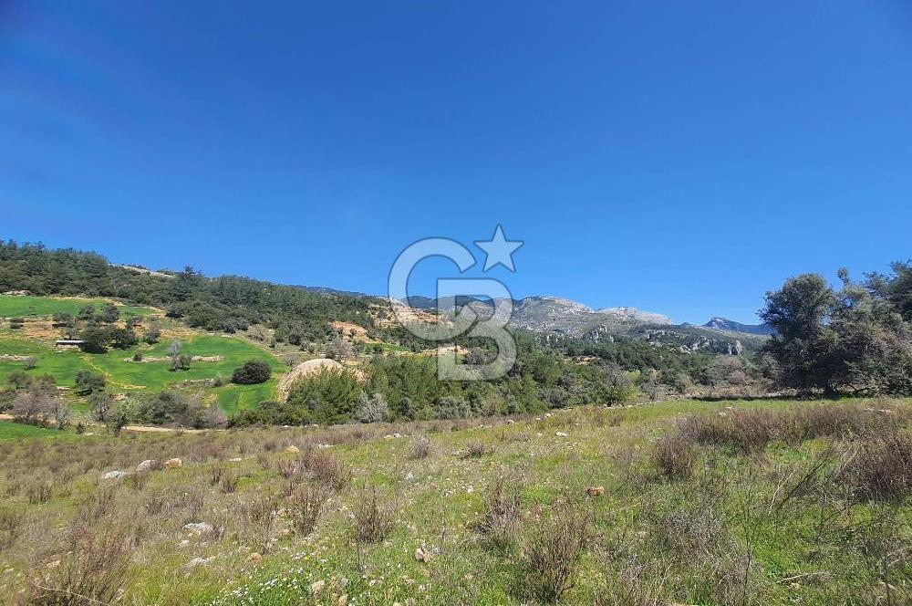 MUĞLA MENTEŞE DAĞPINAR’DA SATILIK 3.996 M² TARLA