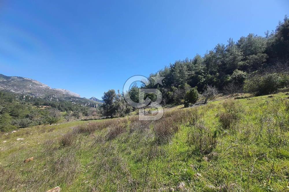 MUĞLA MENTEŞE DAĞPINAR’DA SATILIK 3.996 M² TARLA