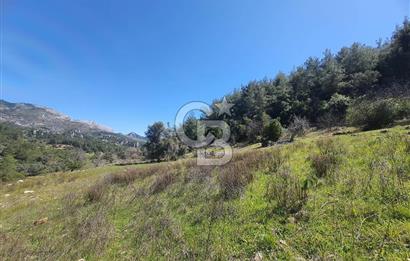 MUĞLA MENTEŞE DAĞPINAR’DA SATILIK 3.996 M² TARLA