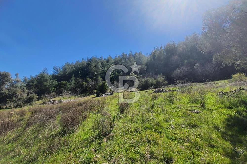 MUĞLA MENTEŞE DAĞPINAR’DA SATILIK 3.996 M² TARLA