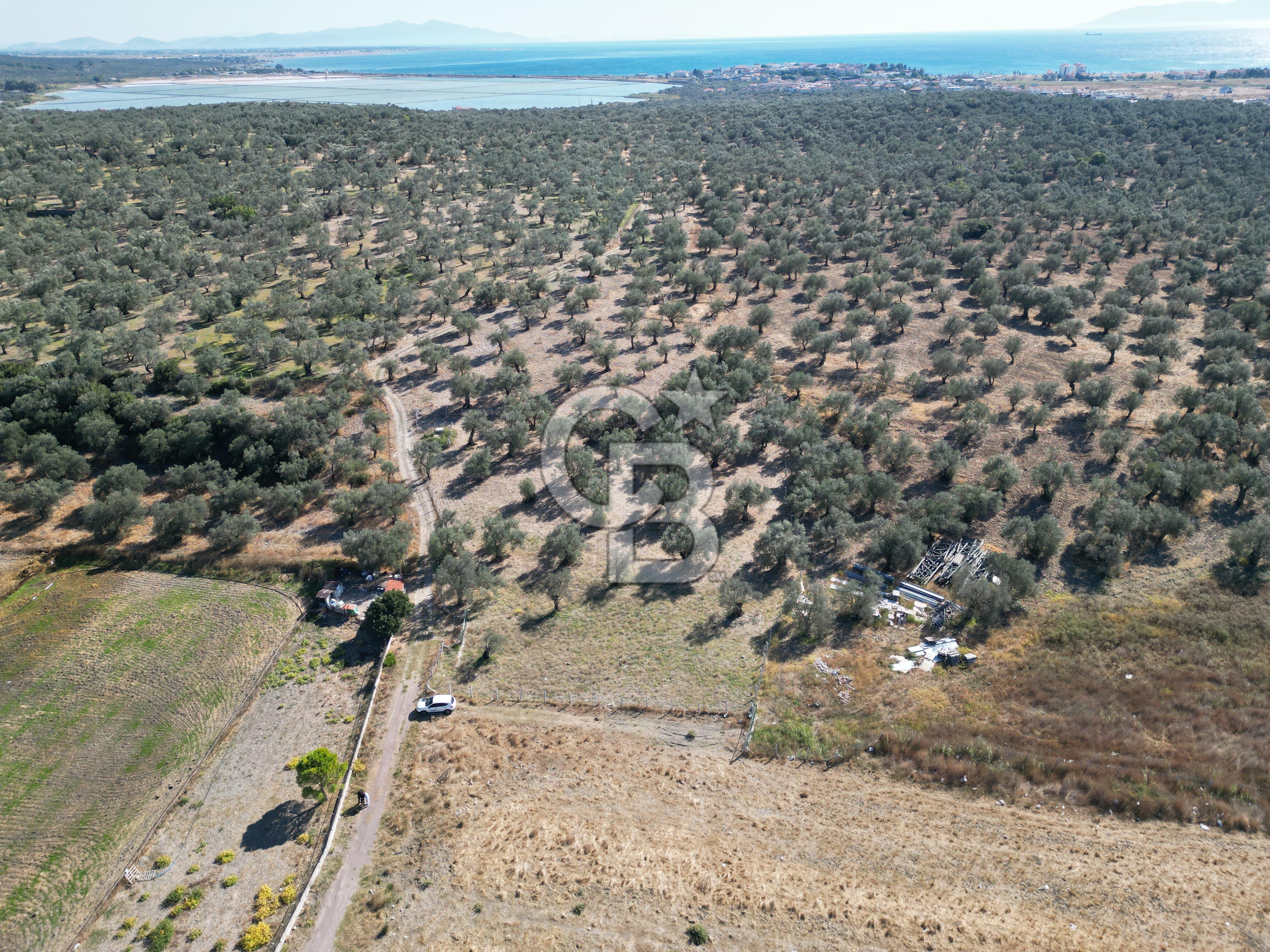 Ayvalık Küçükköy'de Resmi Yola Cepheli Satılık Zeytinlik 
