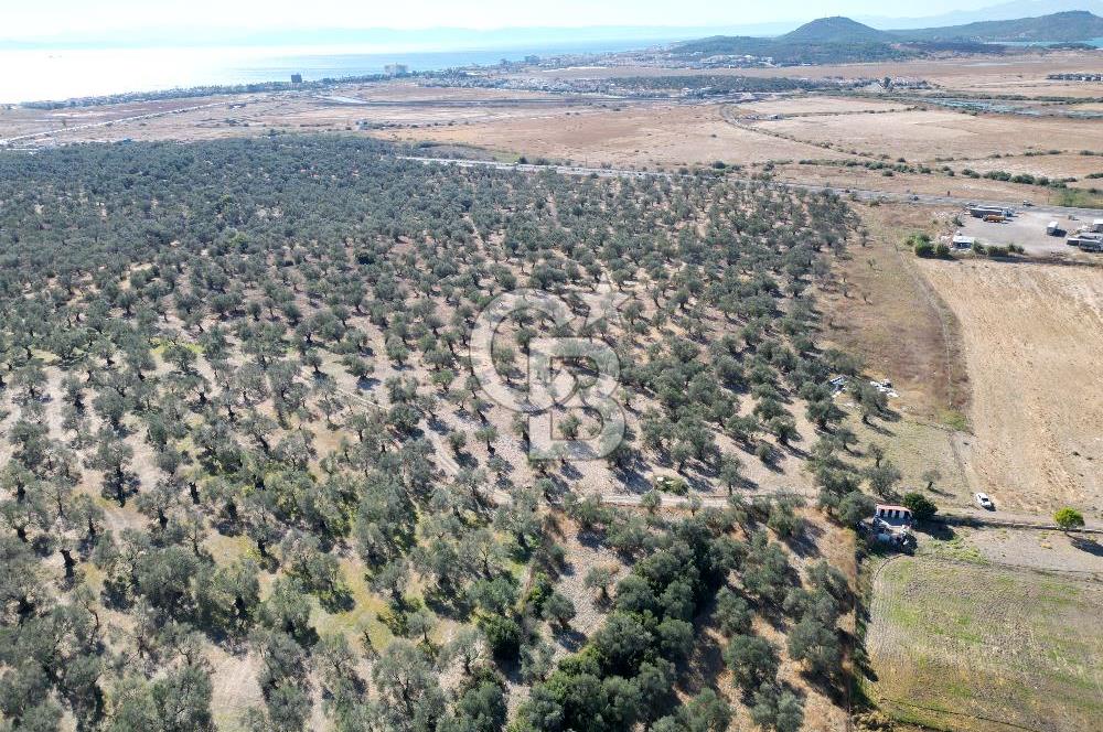 Ayvalık Küçükköy'de Resmi Yola Cepheli Satılık Zeytinlik 