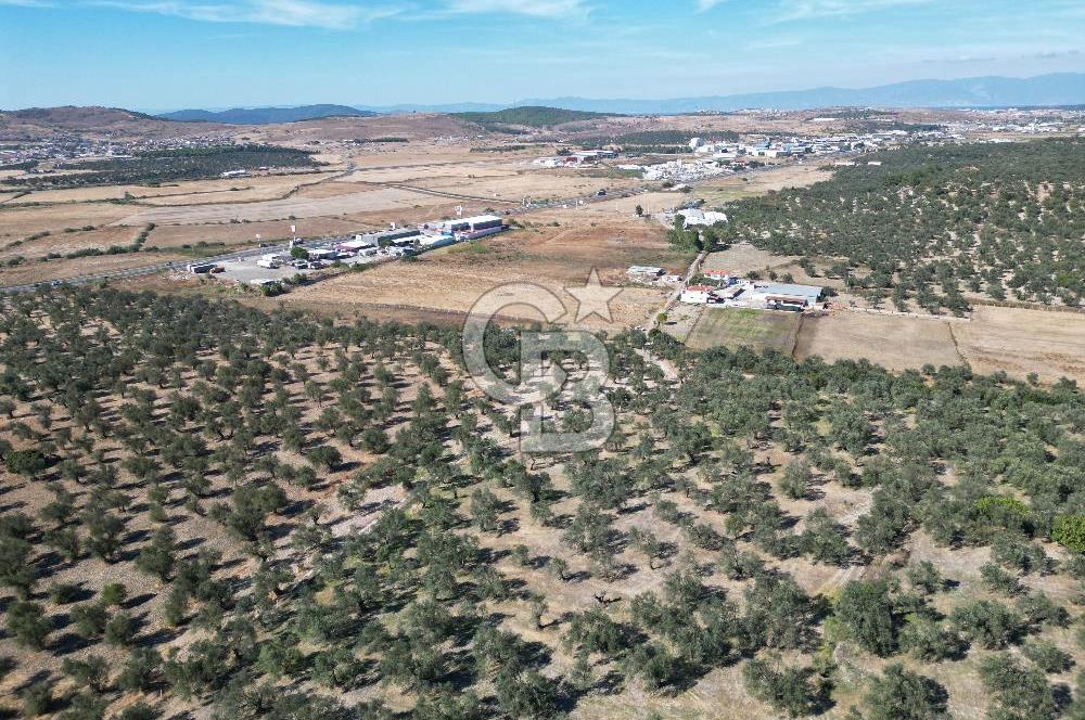Ayvalık Küçükköy'de Resmi Yola Cepheli Satılık Zeytinlik 