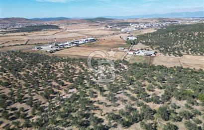 Ayvalık Küçükköy'de Resmi Yola Cepheli Satılık Zeytinlik 