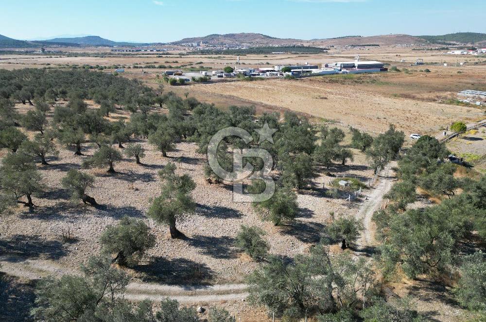 Ayvalık Küçükköy'de Resmi Yola Cepheli Satılık Zeytinlik 