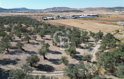 Ayvalık Küçükköy'de Resmi Yola Cepheli Satılık Zeytinlik 