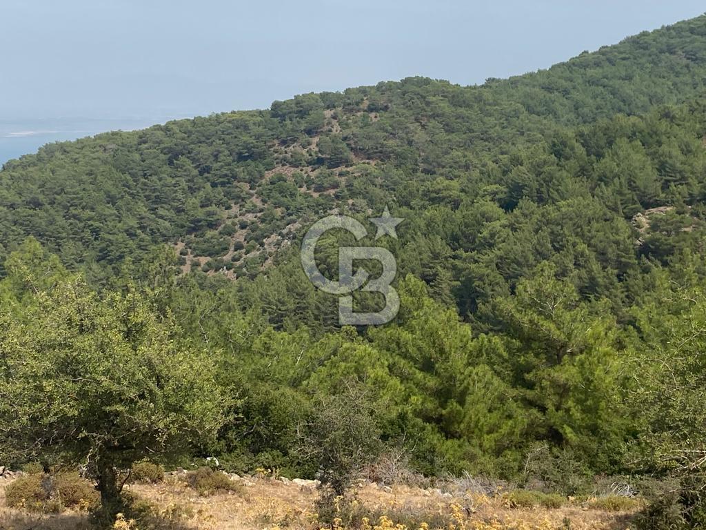 Güzelbahçe Yaka'da Doğayla İç İçe 3749 m² Değerli Satılık Zeytinlik