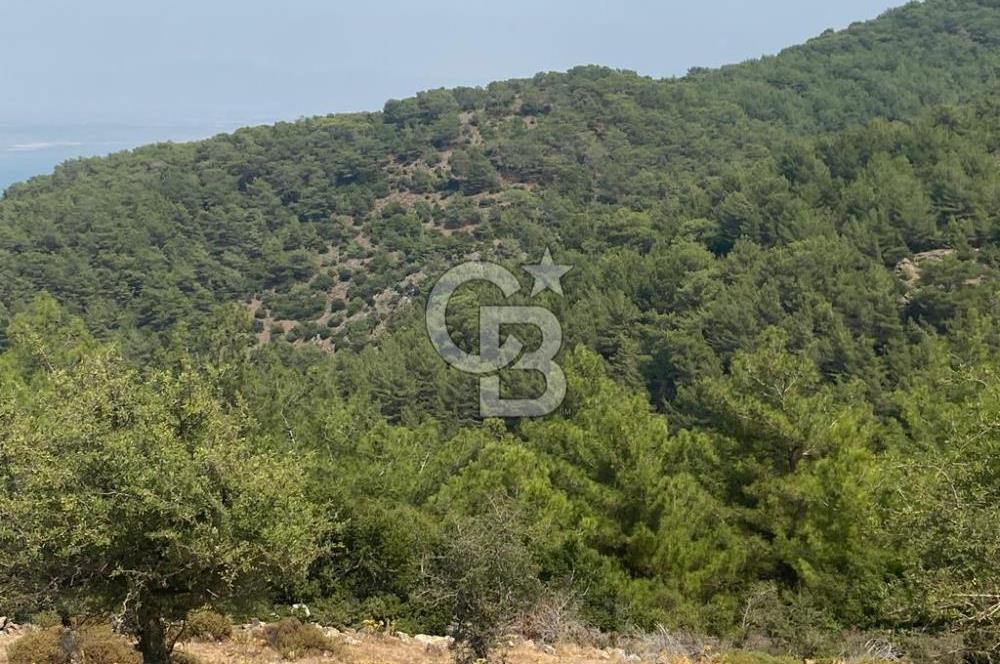 Güzelbahçe Yaka'da Doğayla İç İçe 3749 m² Değerli Satılık Zeytinlik
