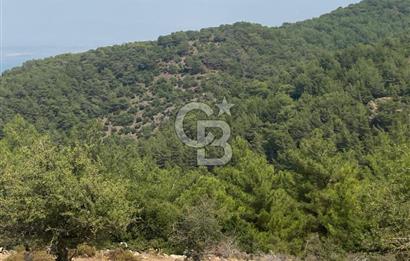 Güzelbahçe Yaka'da Doğayla İç İçe 3749 m² Değerli Satılık Zeytinlik