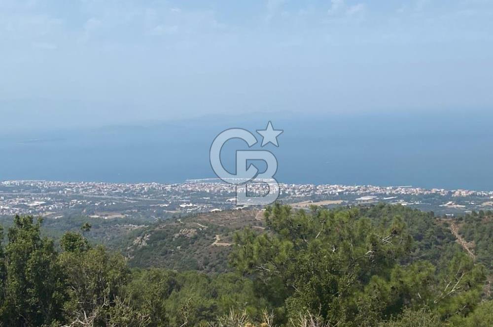 Güzelbahçe Yaka'da Doğayla İç İçe 3749 m² Değerli Satılık Zeytinlik
