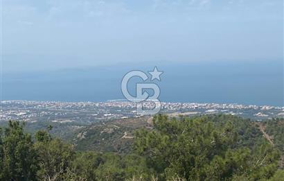 Güzelbahçe Yaka'da Doğayla İç İçe 3749 m² Değerli Satılık Zeytinlik