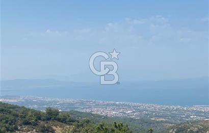 Güzelbahçe Yaka'da Doğayla İç İçe 3749 m² Değerli Satılık Zeytinlik
