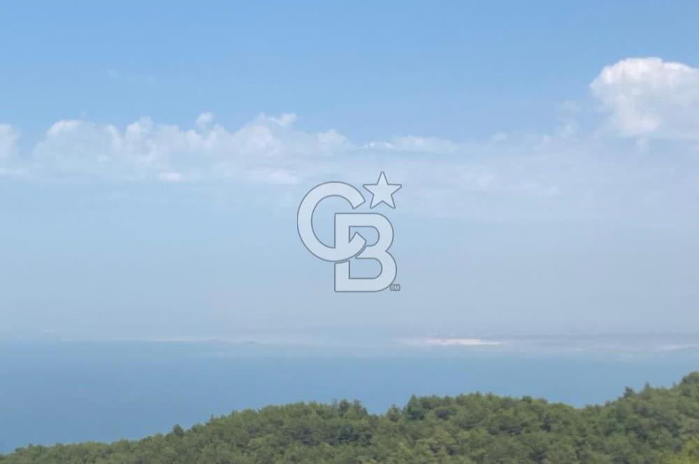 Güzelbahçe Yaka'da Doğayla İç İçe 3749 m² Değerli Satılık Zeytinlik