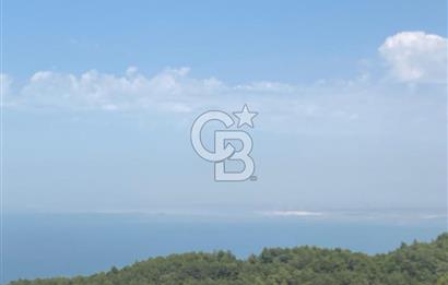 Güzelbahçe Yaka'da Doğayla İç İçe 3749 m² Değerli Satılık Zeytinlik
