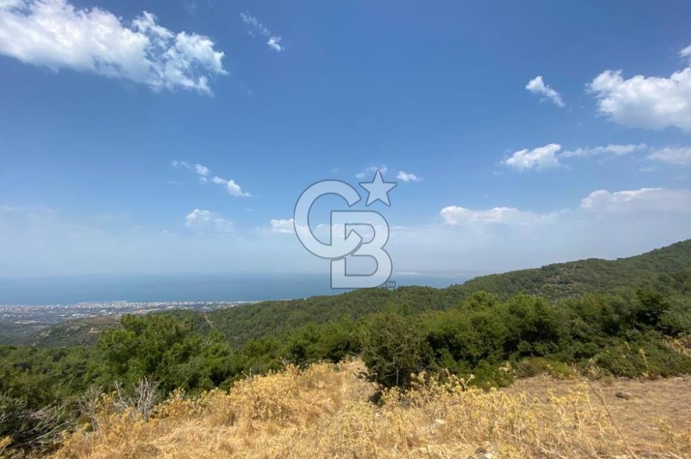 Güzelbahçe Yaka'da Doğayla İç İçe 3749 m² Değerli Satılık Zeytinlik