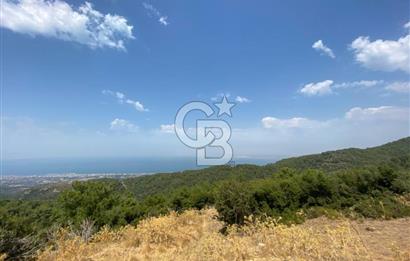 Güzelbahçe Yaka'da Doğayla İç İçe 3749 m² Değerli Satılık Zeytinlik