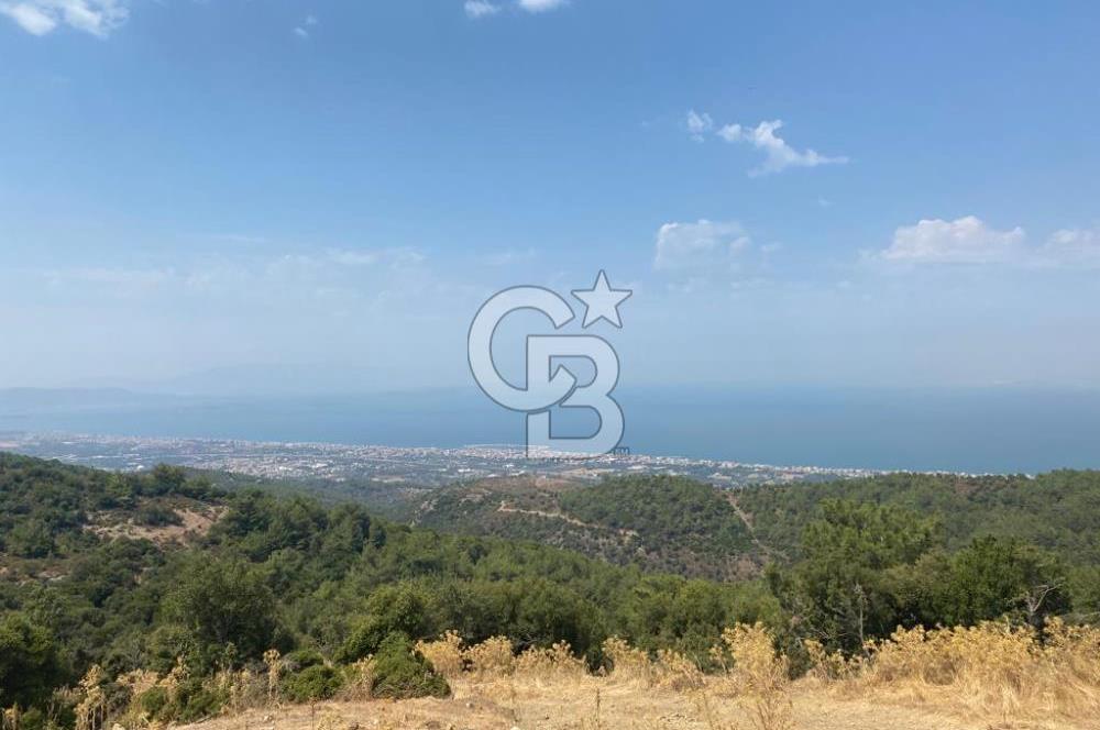 Güzelbahçe Yaka'da Doğayla İç İçe 3749 m² Değerli Satılık Zeytinlik