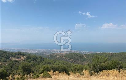 Güzelbahçe Yaka'da Doğayla İç İçe 3749 m² Değerli Satılık Zeytinlik