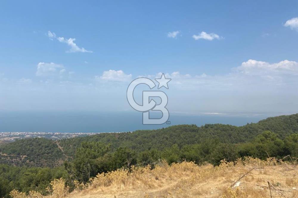 Güzelbahçe Yaka'da Doğayla İç İçe 3749 m² Değerli Satılık Zeytinlik