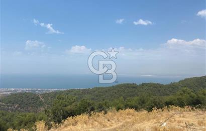 Güzelbahçe Yaka'da Doğayla İç İçe 3749 m² Değerli Satılık Zeytinlik