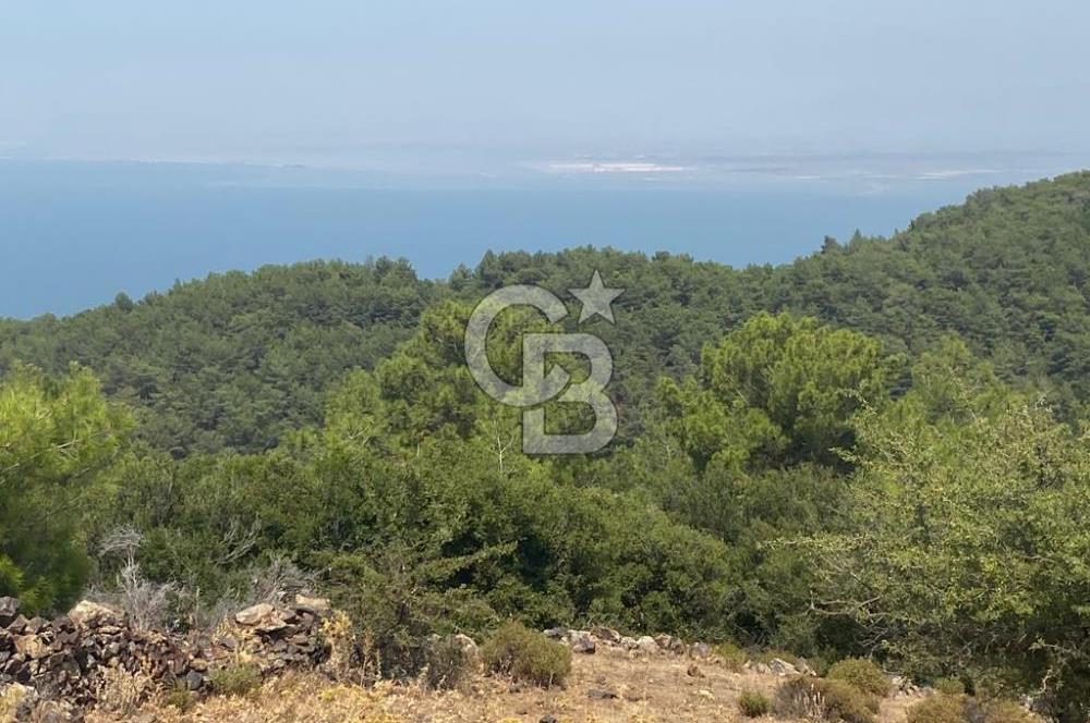 Güzelbahçe Yaka'da Doğayla İç İçe 3749 m² Değerli Satılık Zeytinlik