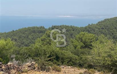 Güzelbahçe Yaka'da Doğayla İç İçe 3749 m² Değerli Satılık Zeytinlik