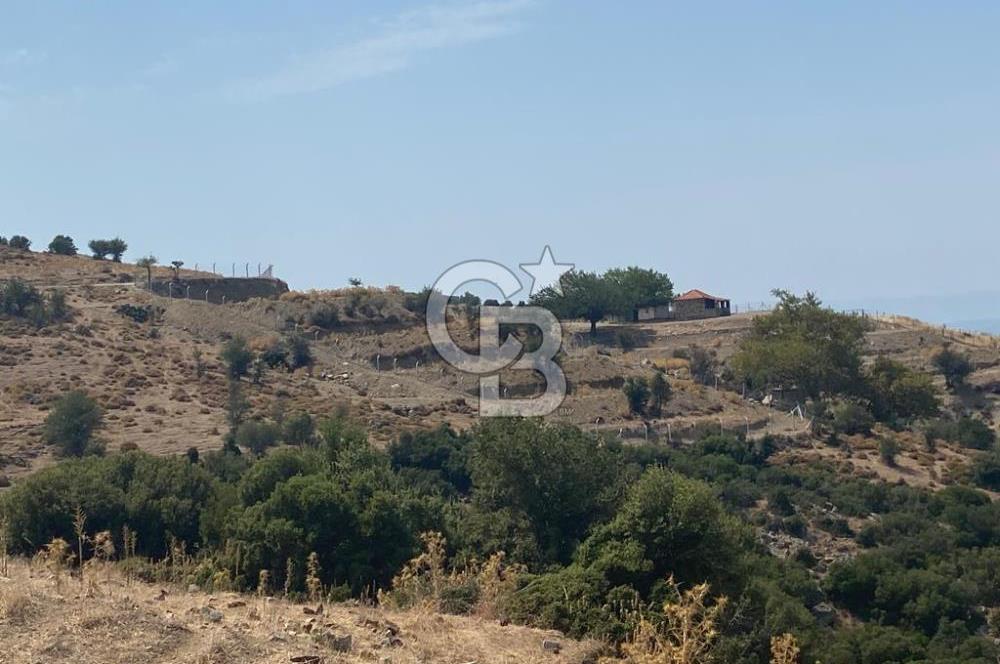 Güzelbahçe Yaka'da Doğayla İç İçe 3749 m² Değerli Satılık Zeytinlik