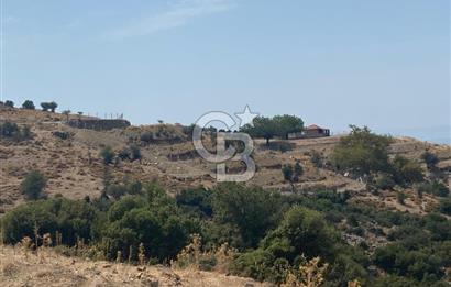 Güzelbahçe Yaka'da Doğayla İç İçe 3749 m² Değerli Satılık Zeytinlik