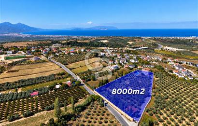 Kuşadası Yaylaköy’de Full Deniz Manzaralı, Zeytinlik İçerisinde Satılık Özel Malikane