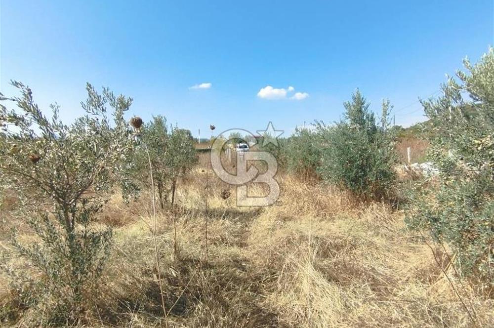 MENDERES DEĞİRMENDERE'DE 522 M² DOĞAYLA İÇ İÇE HOBİ BAHÇESİ