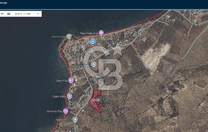 Cb Odak'tan Şakranda İmar Sınırında 1832 m2 Zeytinli Tarla