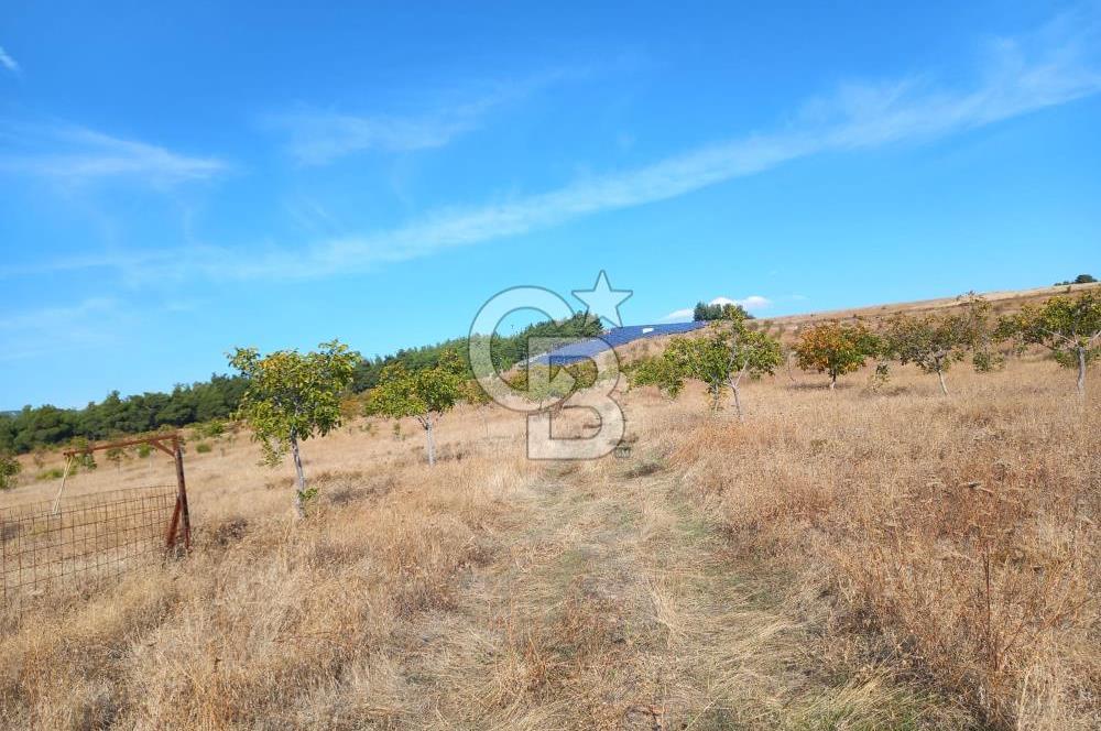 Denizli Bozkurt GES Bölgesinde Satılık Tarla