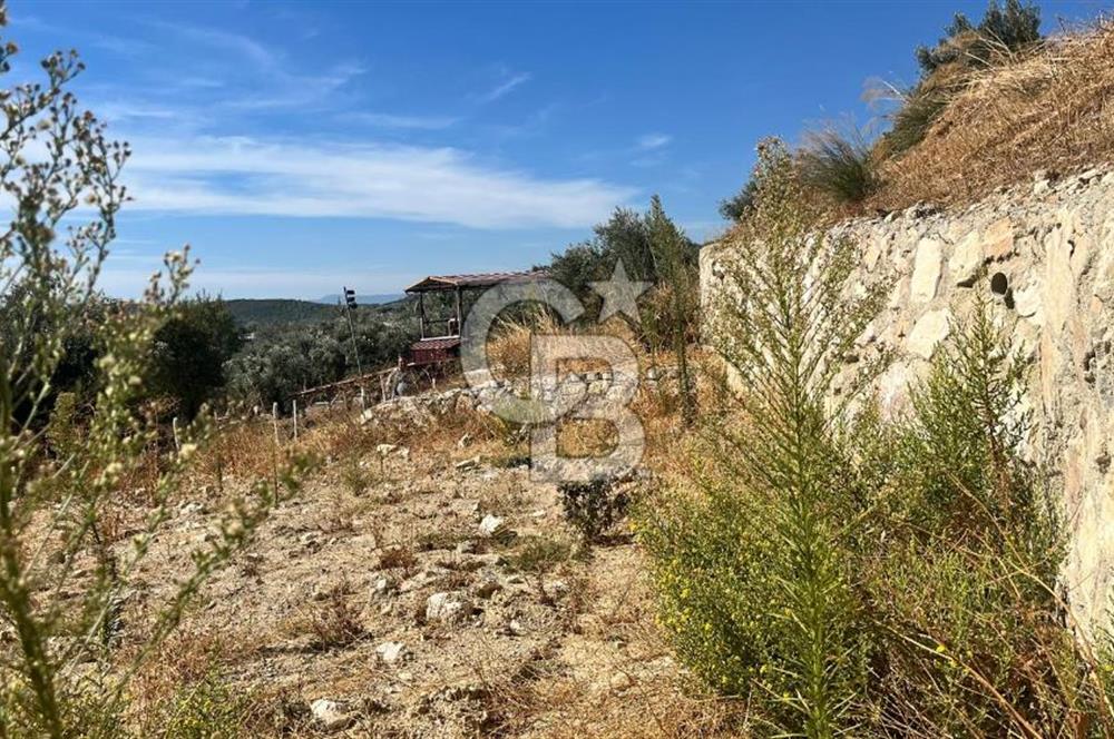 Torbalı Saipler'de Satılık Tarla