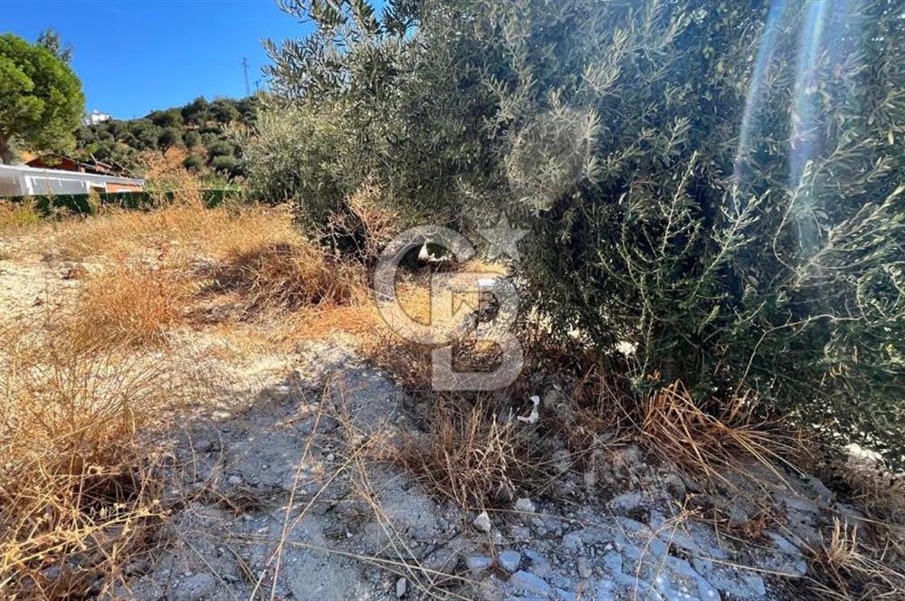 Torbalı Saipler'de Satılık Tarla