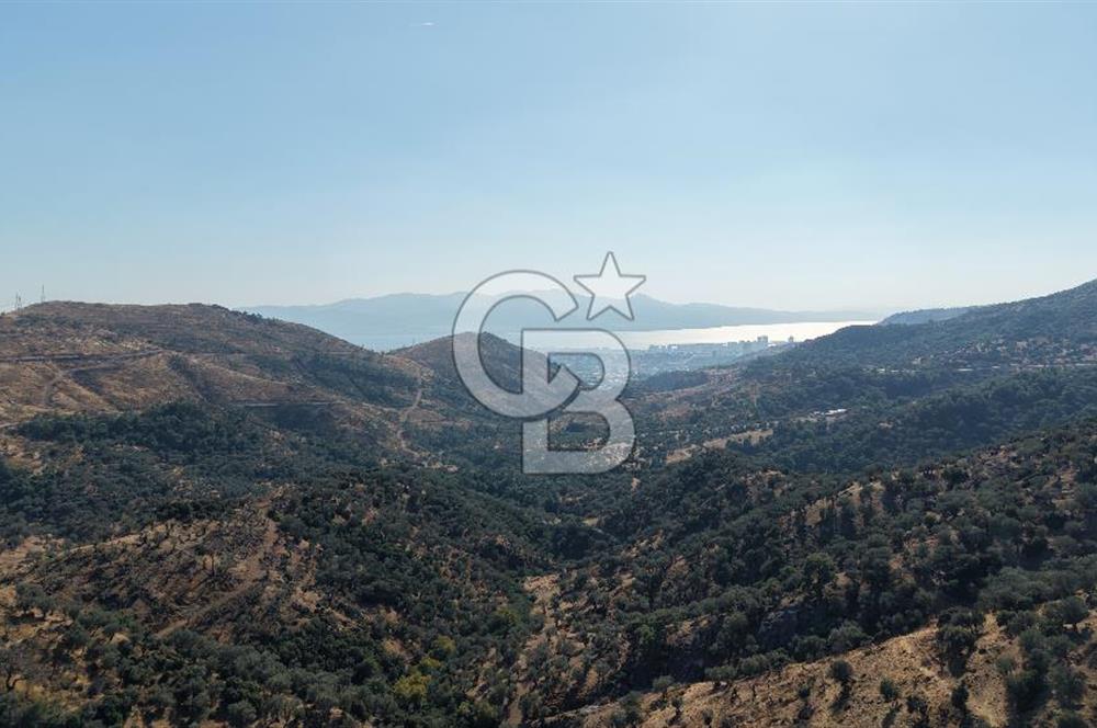 Karşıyaka Yamanlar Köyü  Zeytinlik