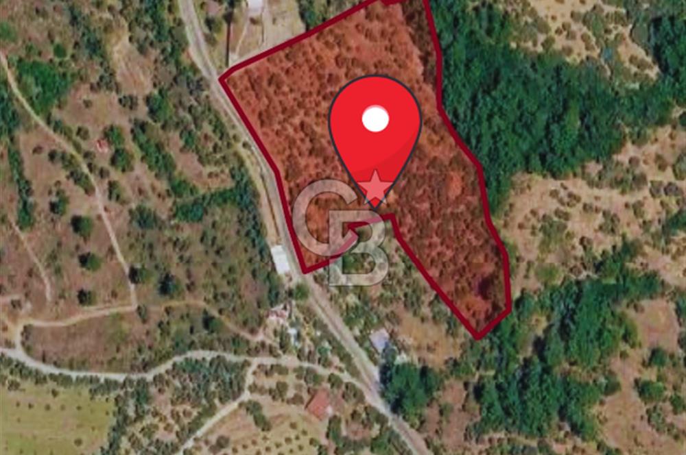 Kemalpaşa Gökyaka'da Satılık 11.445m² Zeytinlik