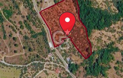 Kemalpaşa Gökyaka'da Satılık 11.445m² Zeytinlik