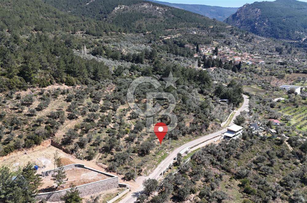 Kemalpaşa Gökyaka'da Satılık 11.445m² Zeytinlik