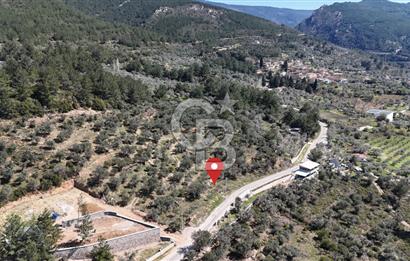 Kemalpaşa Gökyaka'da Satılık 11.445m² Zeytinlik